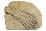 Crinoid (Abrotocrinus) Fossil - Crawfordsville, Indiana #188678-1